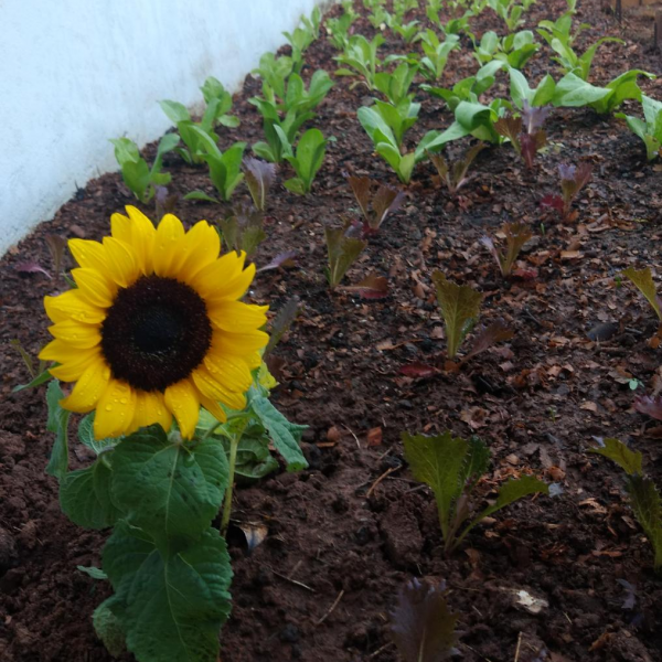 Se cuidar, tudo floresce! - Residencial Para Idosos Florescer